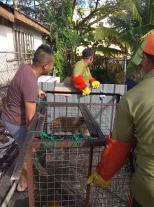 The resuced macaques